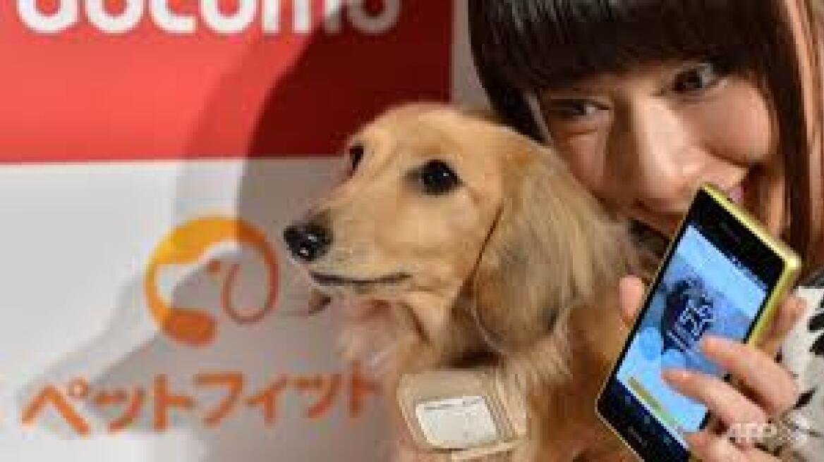 Ιαπωνία: «Έξυπνο» κολάρο μετράει θερμίδες και καρδιακούς στους σκύλους